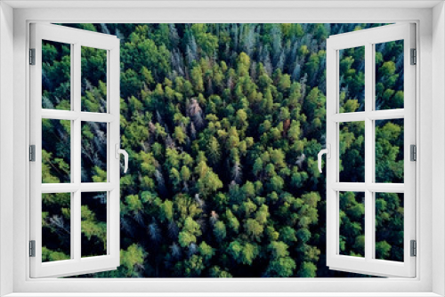 Fototapeta Naklejka Na Ścianę Okno 3D - Beautiful panoramic aerial drone view to Bialowieza Forest - one of the last and largest remaining parts of the immense primeval forest that once stretched across the European Plain