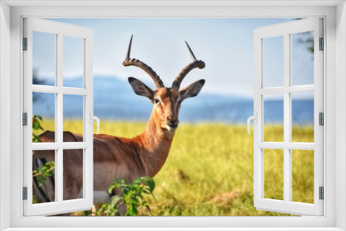 Fototapeta Naklejka Na Ścianę Okno 3D - antelope in field