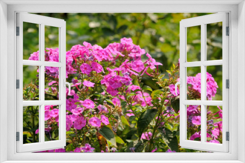 Fototapeta Naklejka Na Ścianę Okno 3D - Crape Myrtle tree flowers, blooms. Pink. Spring, summer. stock photo
