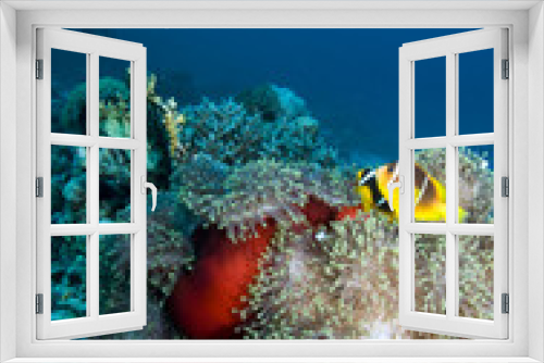 Fototapeta Naklejka Na Ścianę Okno 3D - Clownfish with diver