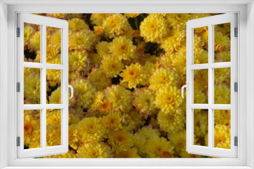 Fototapeta Naklejka Na Ścianę Okno 3D - yellow chrysanthemums as a background