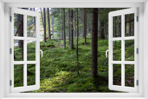 Fototapeta Naklejka Na Ścianę Okno 3D - Pine forest nearby the river