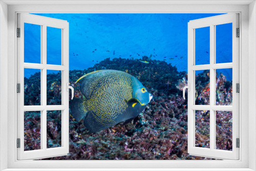 Fototapeta Naklejka Na Ścianę Okno 3D - Franzosen-Kaiserfisch
