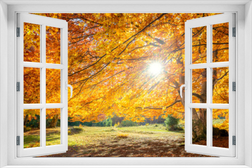 Fototapeta Naklejka Na Ścianę Okno 3D - Real sun and Autumn landscape - big forest golden tree with sunlight