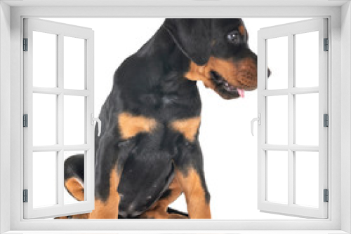 Fototapeta Naklejka Na Ścianę Okno 3D -  puppy Doberman Pinscher