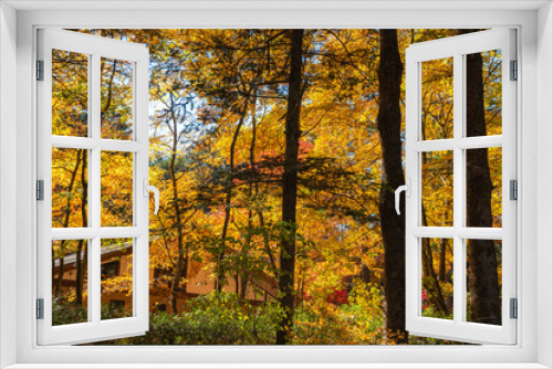 Fototapeta Naklejka Na Ścianę Okno 3D - Karuizawa autumn scenery view, one of best-known resort villages in Japan. colorful tree with red, orange, yellow, green, golden colors around the country house in sunny day, Nagano Prefecture, Japan