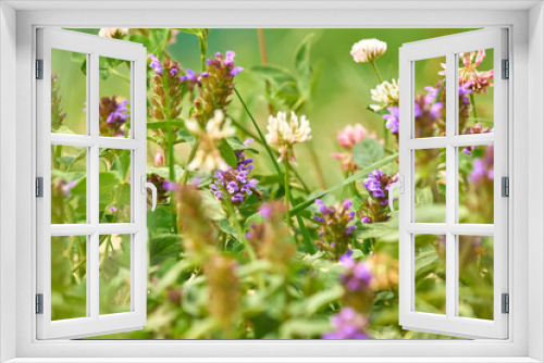 Fototapeta Naklejka Na Ścianę Okno 3D - close up of meadow flowers. Blooming whiye and purple wild clover