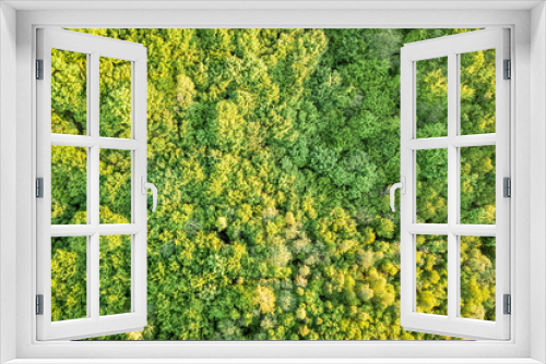 Fototapeta Naklejka Na Ścianę Okno 3D - Top view of green forest on sunny spring or summer day. Drone photography, abstract background.