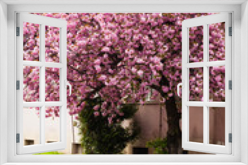Fototapeta Naklejka Na Ścianę Okno 3D - Beautiful cherry blossoms, spring tree on the street
