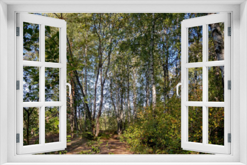 Fototapeta Naklejka Na Ścianę Okno 3D - Forest paths in a bright deciduous forest on a sunny day
