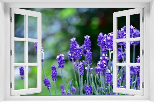 Fototapeta Naklejka Na Ścianę Okno 3D - Many lavenders  -  blossoms  in the garden with copy space