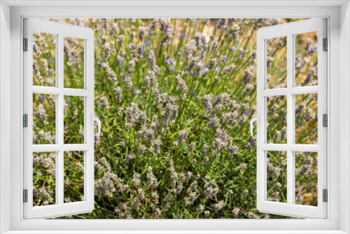 Fototapeta Naklejka Na Ścianę Okno 3D - Flowering lavender. Field of blue flowers. Lavandula - flowering plants in the mint family, Lamiaceae.	