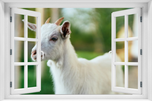 Fototapeta Naklejka Na Ścianę Okno 3D - goat on the meadow
