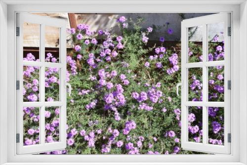 Fototapeta Naklejka Na Ścianę Okno 3D - Purple Flowers