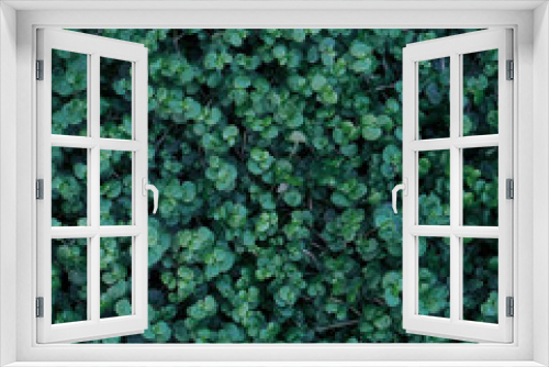 Fototapeta Naklejka Na Ścianę Okno 3D - Green leaf texture. Leaf texture background from top view.