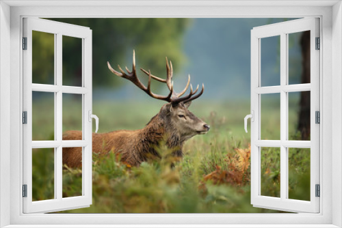 Fototapeta Naklejka Na Ścianę Okno 3D - Red deer during rutting season in autumn