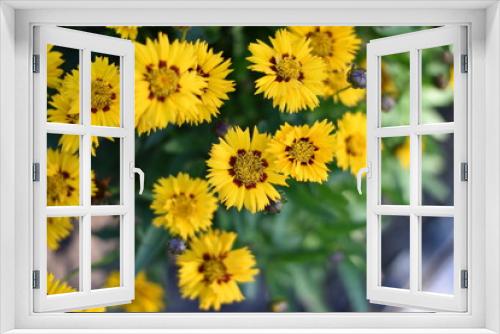 Fototapeta Naklejka Na Ścianę Okno 3D - Mädchenauge (Coreopsis grandiflora)