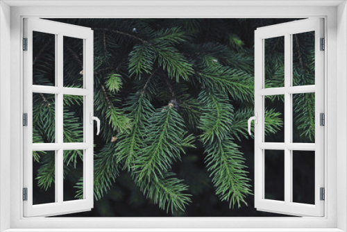 Fototapeta Naklejka Na Ścianę Okno 3D - Texture of green pine tree.