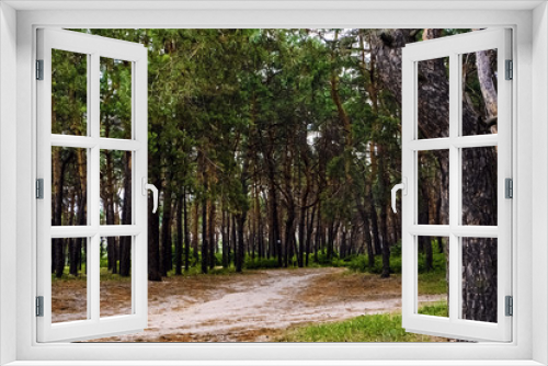 Fototapeta Naklejka Na Ścianę Okno 3D - coniferous forest