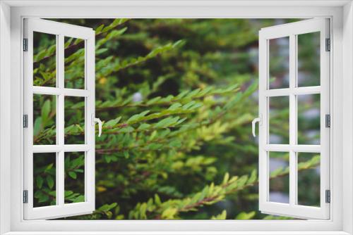 Fototapeta Naklejka Na Ścianę Okno 3D - green grasses, little green leaves close up