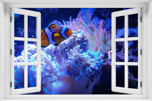 Fototapeta Naklejka Na Ścianę Okno 3D - Tropical Clownfish, anemonefish with corals in blue water.