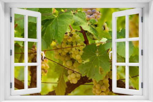 Fototapeta Naklejka Na Ścianę Okno 3D - vineyard morning grapes ripe in autumn Zitsa Greece