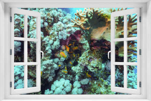 Fototapeta Naklejka Na Ścianę Okno 3D - Underwater shot of the vivid coral reef in tropical sea. Fish swimming over the reef