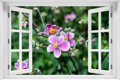 Fototapeta Naklejka Na Ścianę Okno 3D - pink prairie rose flowers in garden