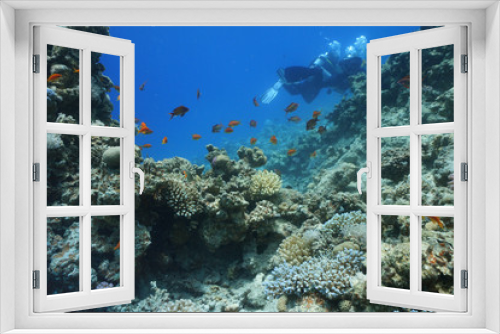 Fototapeta Naklejka Na Ścianę Okno 3D - underwater coral reef landscape background in the deep blue sea with colorful fish and marine life