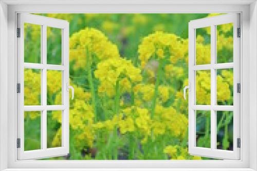 Fototapeta Naklejka Na Ścianę Okno 3D - 菜の花　菜の花畑