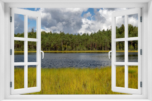 Fototapeta Naklejka Na Ścianę Okno 3D - swamp lake landscape, cranberry gathering time in autumn, bright green swamp grass in the foreground