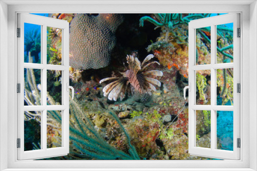 Fototapeta Naklejka Na Ścianę Okno 3D - Fisheye wide-angle of lionfish in colorful tropical reef