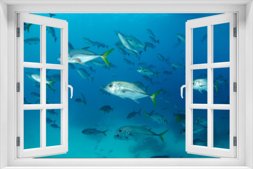 Fototapeta Naklejka Na Ścianę Okno 3D - School of jack fish wide-angle underwater