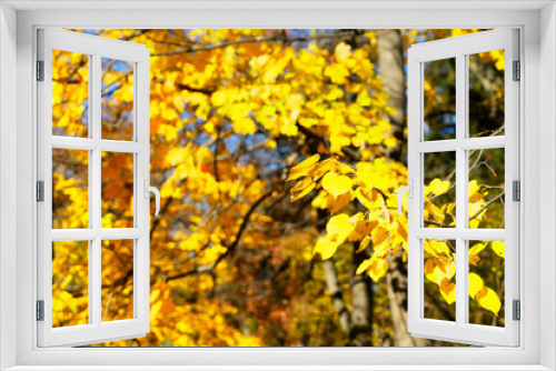 Fototapeta Naklejka Na Ścianę Okno 3D - Vibrant fall foliage