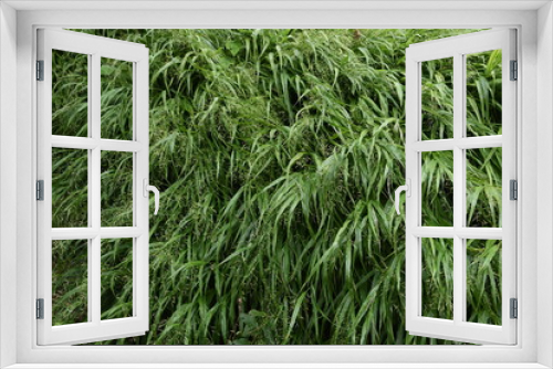 Fototapeta Naklejka Na Ścianę Okno 3D - The spikes of Japanese forest grass (Hakonechloa macra)