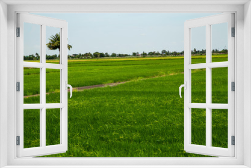 Fototapeta Naklejka Na Ścianę Okno 3D - Rice field green grass blue sky cloud cloudy landscape background