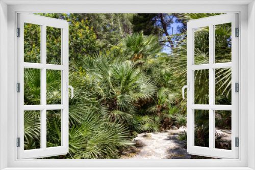 Fototapeta Naklejka Na Ścianę Okno 3D - Vegetation, Palmen und Grünpflanzen auf der Halbinsel La Victoria, Mallorca