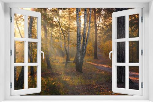 Fototapeta Naklejka Na Ścianę Okno 3D - Forest. Good autumn morning. The sun's rays play in the branches of trees. Pleasant walk in the nature.