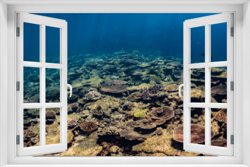 Fototapeta Naklejka Na Ścianę Okno 3D - 加計呂麻島のサンゴ礁