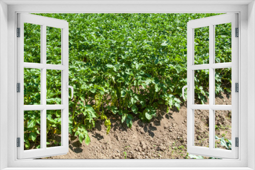 Fototapeta Naklejka Na Ścianę Okno 3D - potatoes grown in a field in rows