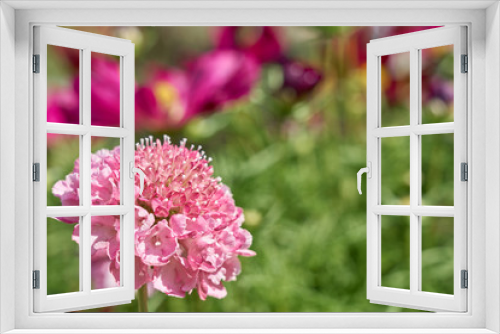Fototapeta Naklejka Na Ścianę Okno 3D -                     Pink flowers outdoors with blurred background. Copy space.         
