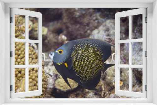 Fototapeta Naklejka Na Ścianę Okno 3D - French Angelfish