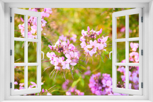 Fototapeta Naklejka Na Ścianę Okno 3D - Cléome, magnifiques tiges fleuries, roses pâle