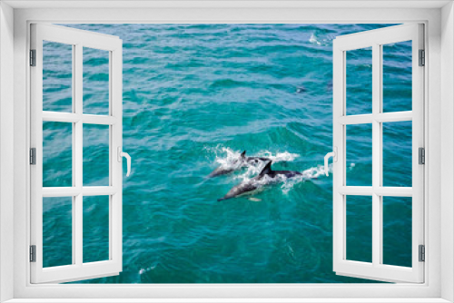 Fototapeta Naklejka Na Ścianę Okno 3D - Two Dolphins in Blue Water following in the surf