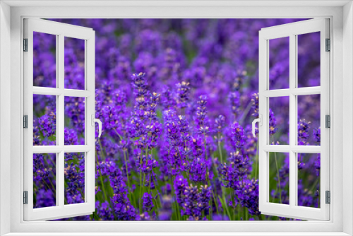 Fototapeta Naklejka Na Ścianę Okno 3D - Blooming lavender fields in Pacific Northwest USA