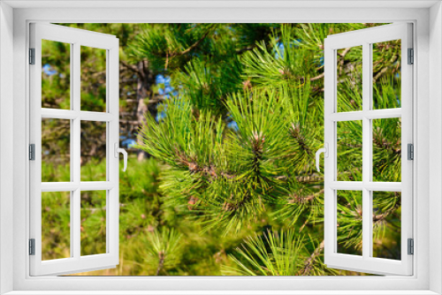 Fototapeta Naklejka Na Ścianę Okno 3D - Close up of European 'Pinus ponderosa'  western yellow pine tree in North Netherlands