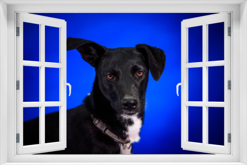 Fototapeta Naklejka Na Ścianę Okno 3D - Cute mongrel dogs on a blue background. Portrait.