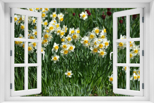 Fototapeta Naklejka Na Ścianę Okno 3D - Many white beautiful daffodils in the spring garden under the sunlight