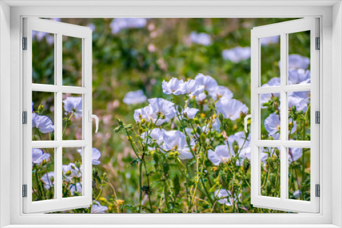 Fototapeta Naklejka Na Ścianę Okno 3D - Burhead wildflowers in Aransas NWR, Texas