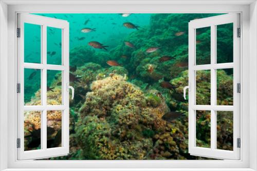 Fototapeta Naklejka Na Ścianę Okno 3D - Cushion coral reef on Mljet island, Croatia